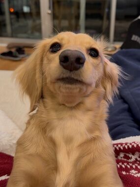 Meet your Posher, Justin